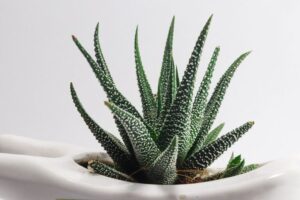 resized_20_api
